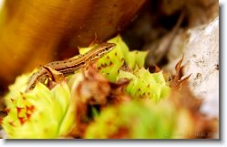 cemetery_bologna_italy_003 * Lizard among Succulents, Cemetery at Certosa, Bologna, Italy