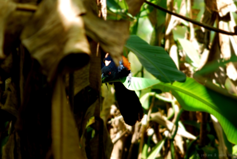 crow pheasant