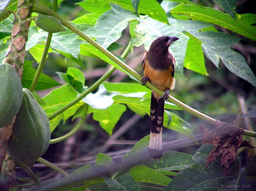 indian treepie