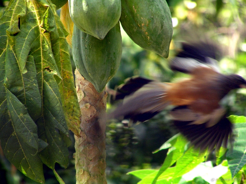 indian treepie flight