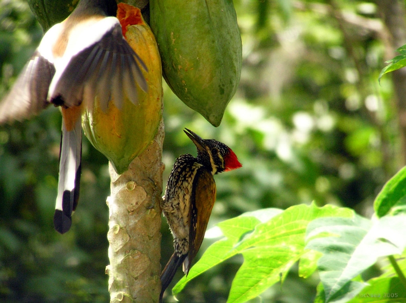 black rumped flameback & indian treepie