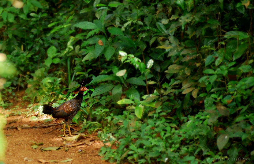 jungle fowl