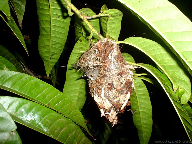 purple rumped sunbird