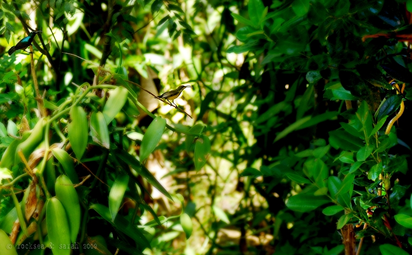 purple sunbirds & snake