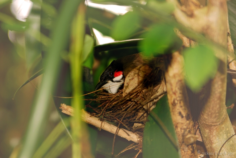 red whiskered bulbul nesting