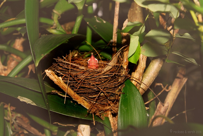 red whiskered bulbul chick