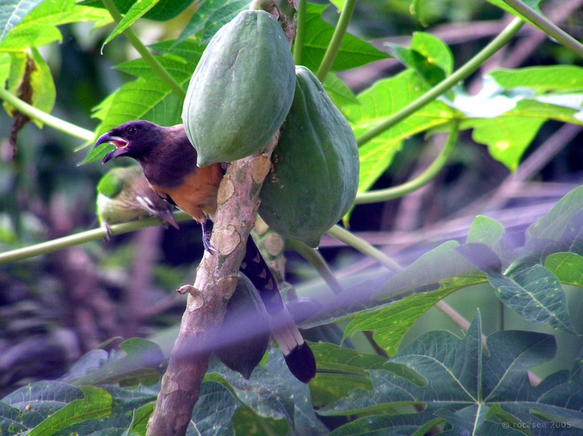 indian treepie & small green barbet