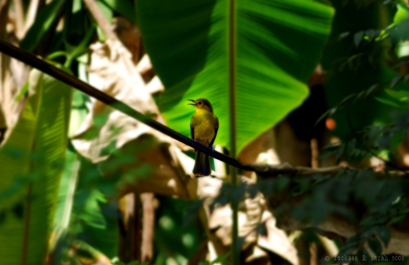 yellow browed bulbul