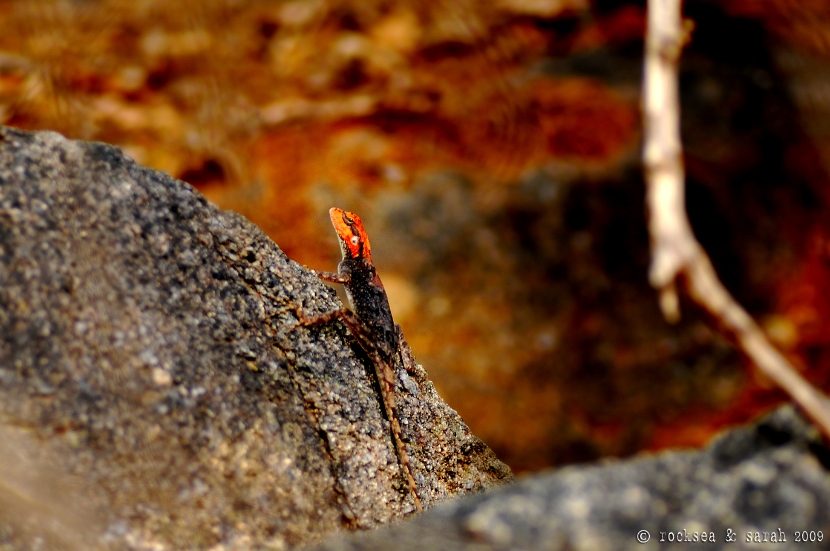 peninsular_rock_agama_001