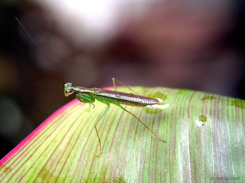 praying mantis