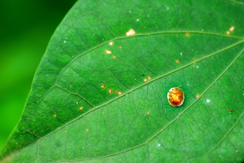 golden tortoise beetle