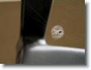 argiope_spider_onam_pookkalam_001 * 1024 x 768 * (123KB)