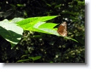 common_palmfly_butterfly_002 * Common Palmfly. elymnias hypermnestra agina
 Family: Nymphalidae Subfamily:  Satyrinae
basking in the sun. I couldn't get it wings spread @ home, kerala * 1024 x 766 * (174KB)