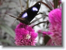 great_eggfly_butterfly_001 * 1024 x 766 * (172KB)