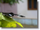 great_eggfly_butterfly_003 * ready for the launch. great eggfly. hypolimnas bolina. @ home, kerala * 1024 x 766 * (122KB)