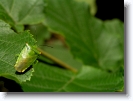 insect_008 * hokkaido university botanical gardens, sapporo, japan * 1024 x 766 * (133KB)