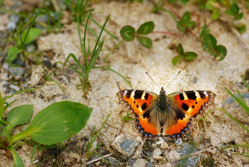 aglais_urticae_small_tortoise_shell_001