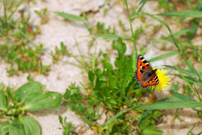 aglais_urticae_small_tortoise_shell_002