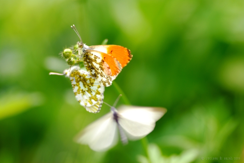 anthocharis_cardamines_orange_tip_mating_002