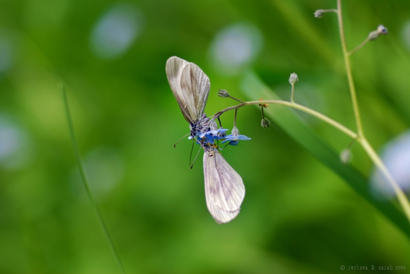 leptidea_wood_white_mating_001