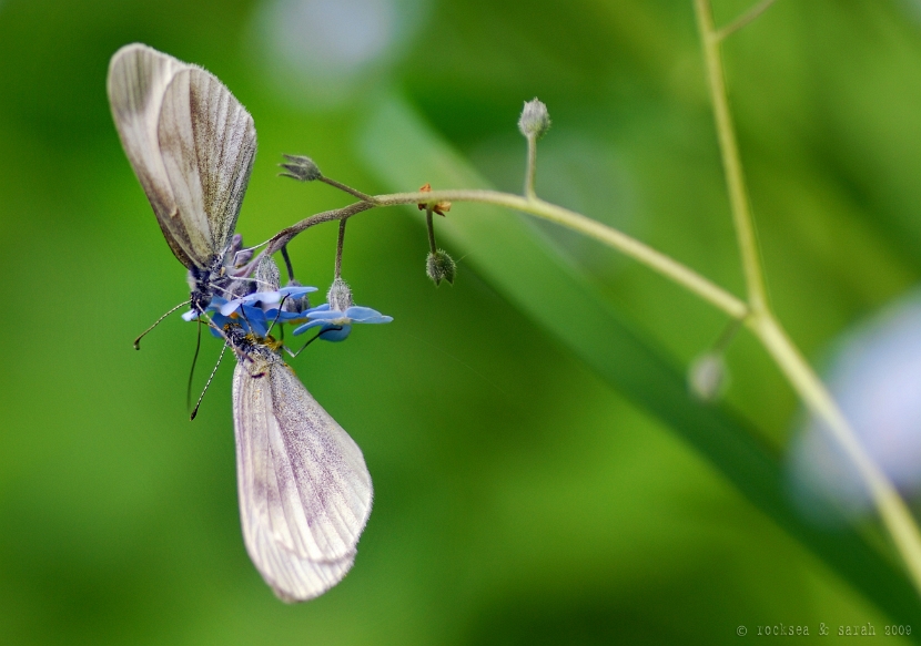 leptidea_wood_white_mating_002