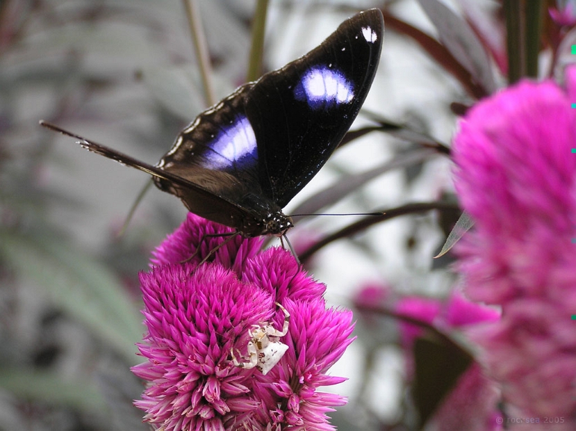 great_eggfly_butterfly_001