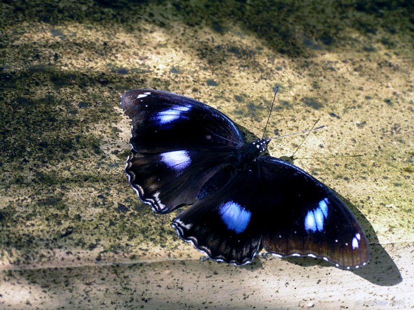 great_eggfly_butterfly_004