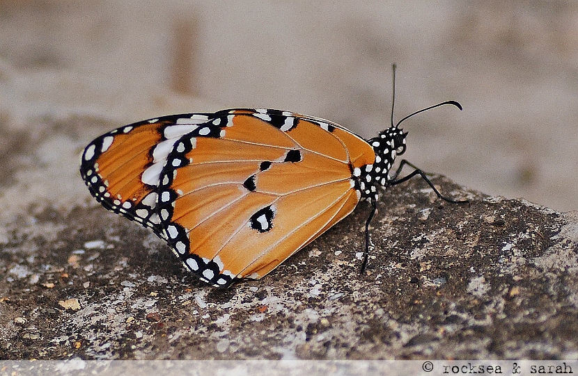 oriental plain tiger