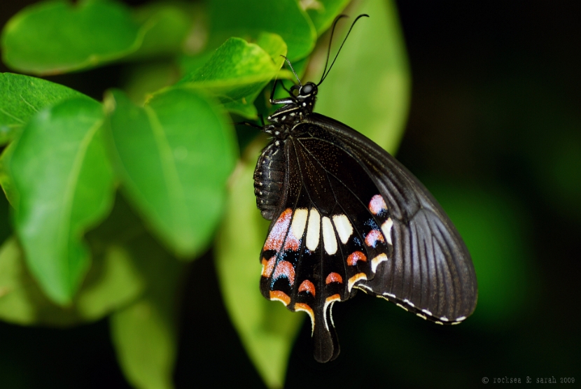 papilio_polytes_stichius_004