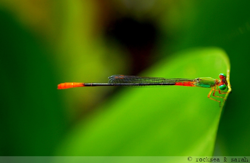 orange-tailed marsh dart