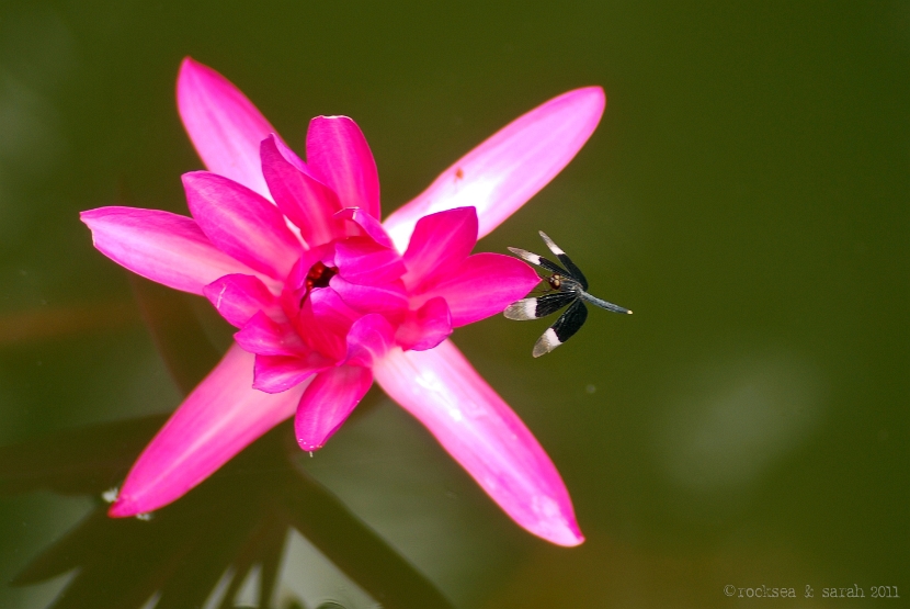 pied paddy skimmer